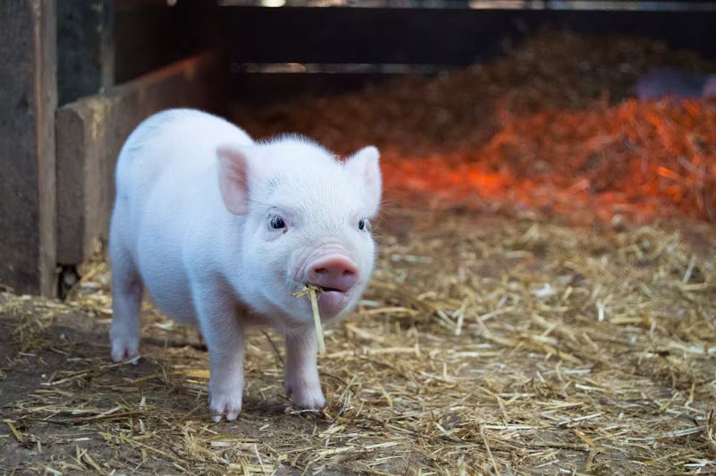 Nutrição Animal